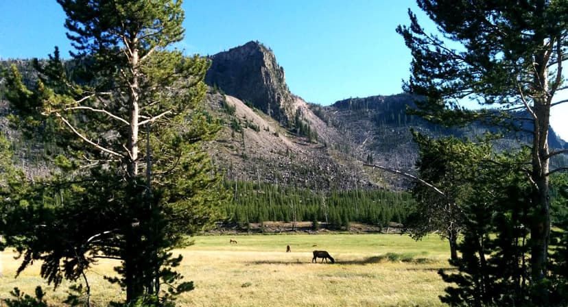 Driving through Yellowstone